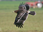 birds-of-prey-daily:

Greater Spotted eagle
