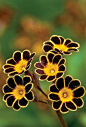 Polyanthus ‘Gold Laced’