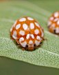 Orange Ladybugs | Orange and White Ladybug