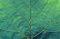北欧小清新热带雨林植物叶子树叶棕榈树装饰画032 摄影图片 自然