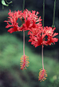 吊灯花
Hibiscus schizopetalus