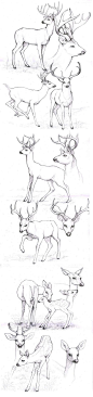 【绘画素材】sketches_deers by Anisis on deviantART Different look for antlers. 森系鹿 铅笔画