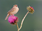 Photograph Grasshopper Sparrow and Bee by Axel Hildebrandt on 500px