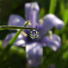 恩赫里亚采集到花开