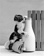 萌宠物黑白摄影：可爱猫咪