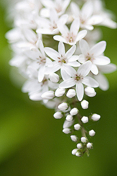 TDILB采集到Flowers/Plants