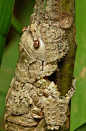 Katydid Nymph (Pseudophyllinae, Cymatomerini, Olcinia or Sathrophyllia sp.) | Flickr - Photo Sharing!