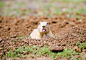 Prairie Dog with attitude