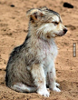 Cute Wolf Pup