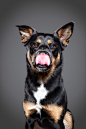 LICK: Portraits of dogs with their tongues out : Great Dane