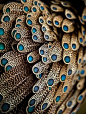 Feathers of male Bornean Peacock Pheasant