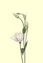 Miss Lisianthus and friends : ---
