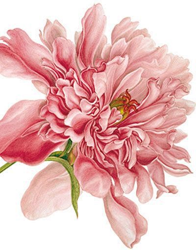 Peony - Natural Hist...