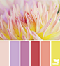 Design Seeds® | find your palette