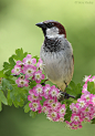 Photograph Sparrow on Pink Hawthorn by Steve Mackay on 500px