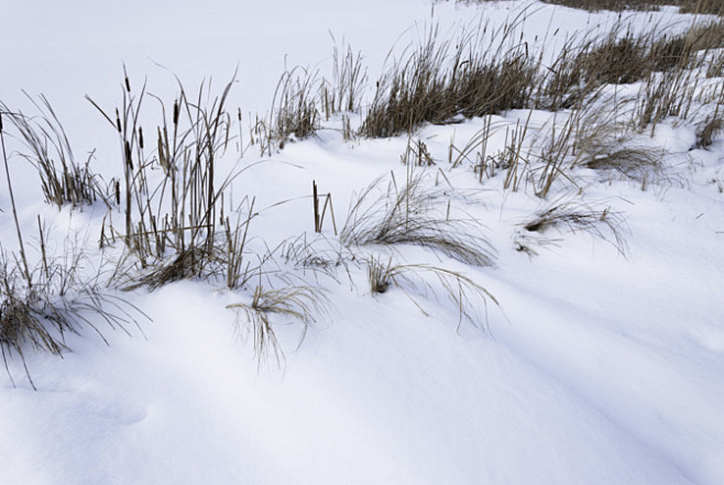 Reeds  in  snow  in ...