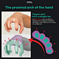 The proximal arch of the hand