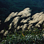 风中的芦苇 

喜欢逗留在烟雨后的黄昏 
去不远的山涧散步浏览 
就因为那晓冬山麓的侧畔 
有一丛丛菁菁的芦苇 
正是芦花如雪的季节哟 
风一吹便是芦花纷飞漫天 
人是一枝会思考的芦苇 
原本人的生命意味着脆弱 
有了思想就会变得坚强 
不会轻易被世间红尘埋掩