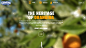 响应式酷站 Orangina橙汁饮料HTML5+CSS3 酷站--酷站频道--酷站志（COOLWEB）