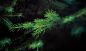 植物松树针状的叶子jpg