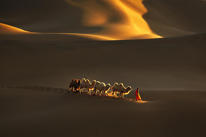 沙漠骆驼_游侠客摄影网_摄影旅游网站