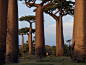 猴面包树，马达加斯加