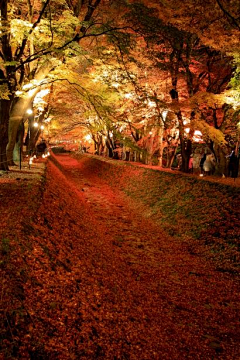 朝紅顏、暮枯骨☀采集到枫