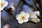 梅花 春天 大韩民国 - Pixabay上的免费照片