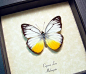 Cepora Lea | Real Butterfly Gifts Framed Butterflies and Insect Displays