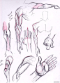 百家人体结构画法 之 手臂