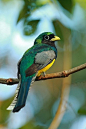 Violaceous Trogon