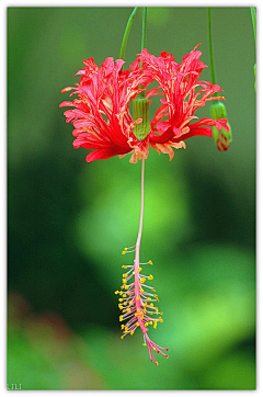 蝴蝶恋花采集到花瓣