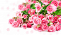 99朵粉色玫瑰花高清图片