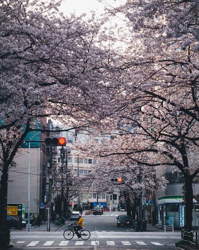 四月，粉色的东京 | Takashi Y...
