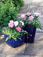 The container gardening experts at HGTV.com share step-by-step instructions for potting patio roses in containers.