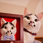 5b582481704c9-Artist-makes-hyper-realistic-cats-using-felted-wool-and-the-result-is-wonderful-5b51cb5ed02f6__880