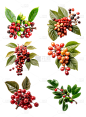 2309SC-素材组合-咖啡豆原料植物免抠png元素素材