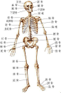 人体骨骼三视图的搜索结果_百度图片搜索