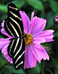 Zebra Longwing Butterfly 斑马蝴蝶