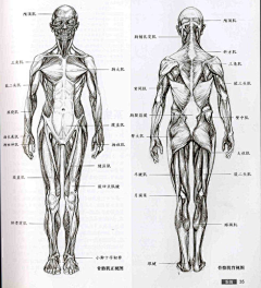 vAODTECz采集到艺用解剖与人体结构和透视