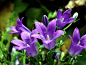 淡紫色的风铃草 (13)