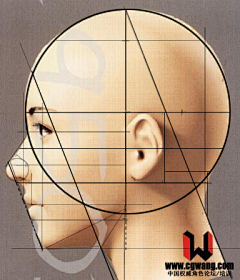 二十克拉采集到【人体】头部动态·肩颈关系