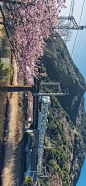 浪漫樱花日式风景高清手机壁纸