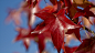 1920x1080 Wallpaper leaves, beautiful, dark, sky, form, branch