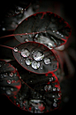 美丽的露珠......在黑色的树叶
Beautiful......dew on black leaves
