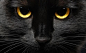 黑猫之眼。