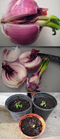 You can grow onions from leftover pieces of onions. - Gardening hack