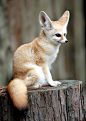 Beautiful Little Fennec Fox