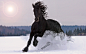 Frisian horse on snow