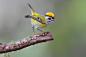 火冠戴菊
Dajan Chiou在 500px 上的照片Formosan Firecrest